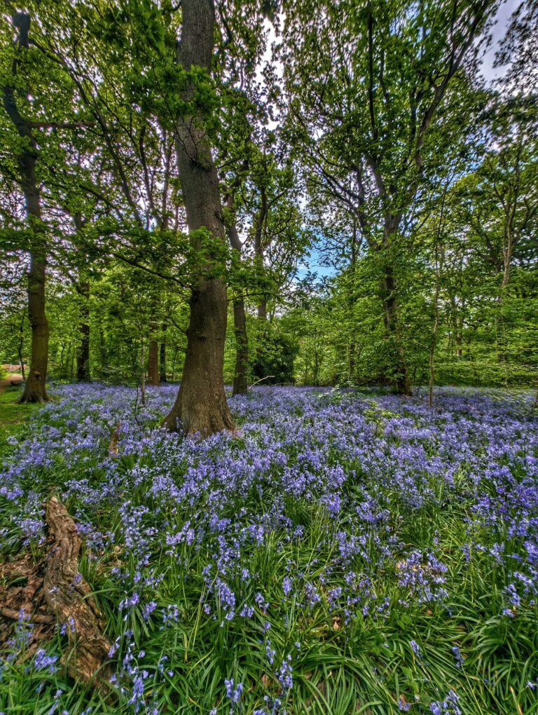 Bluebell walk