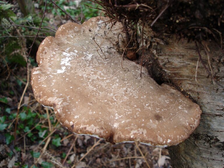 Birch polypore