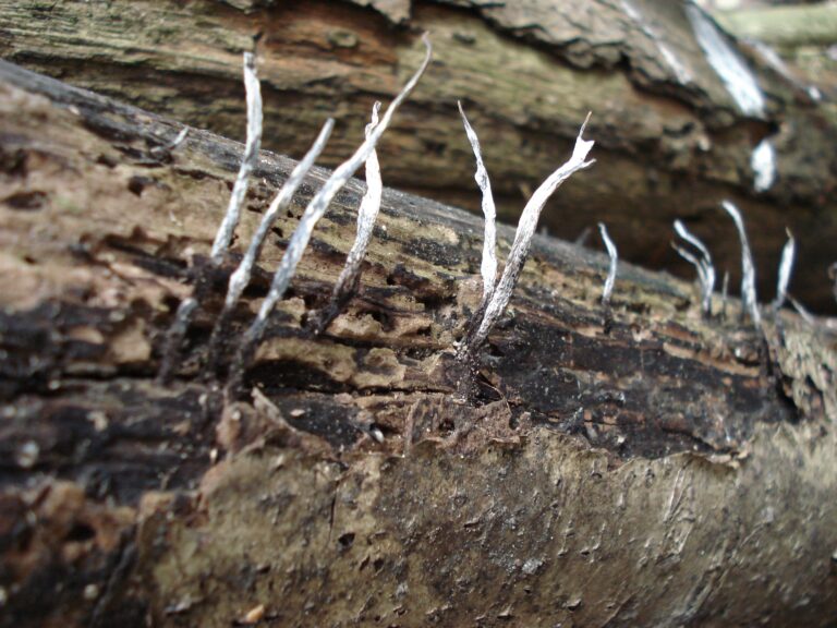 Candlesnuff fungus