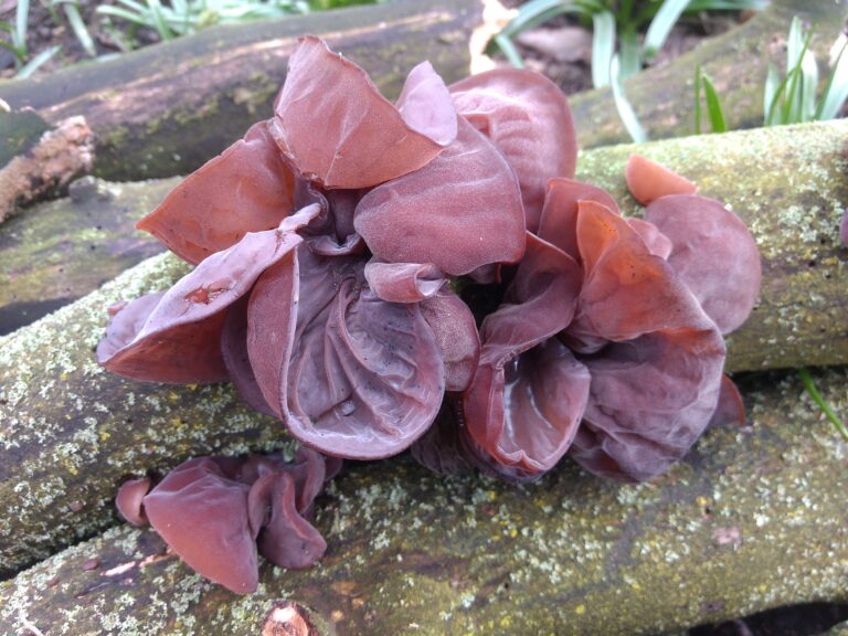 Fungi Foray: 19 October