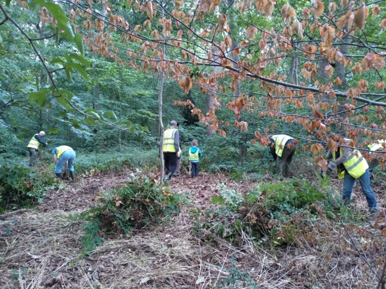bramble pulling