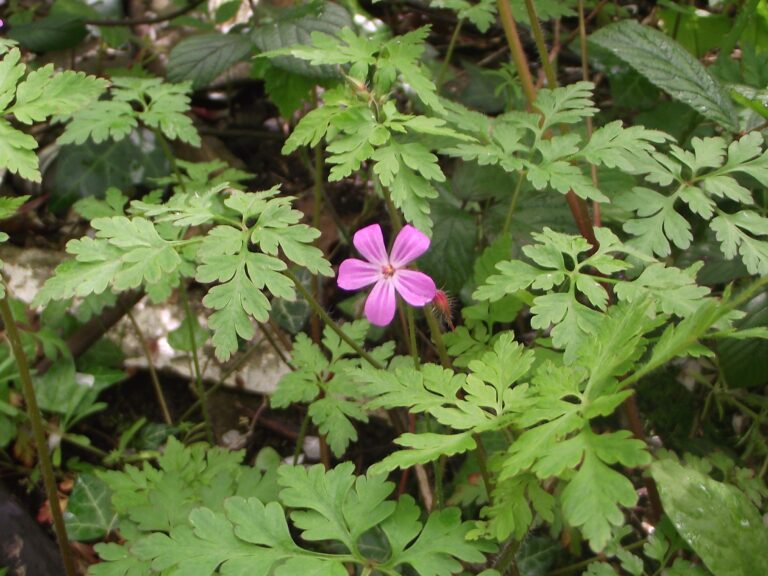 HERB ROBERT