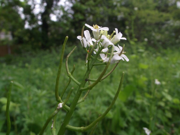 GARLIC MUSTARD