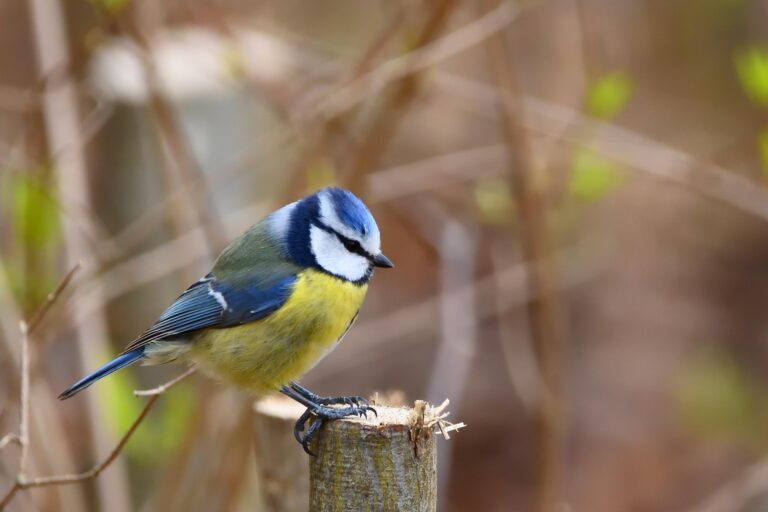 Blue Tit