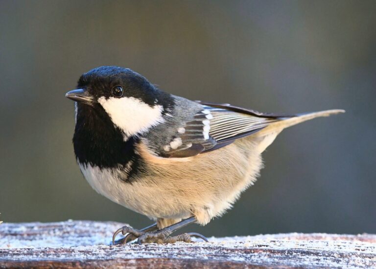 Coal Tit