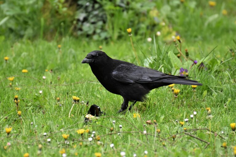 Carrion Crow