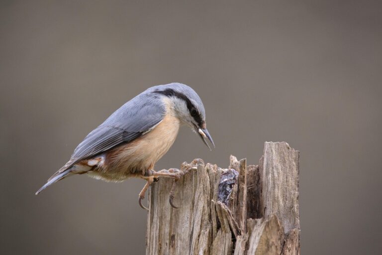 Nuthatch
