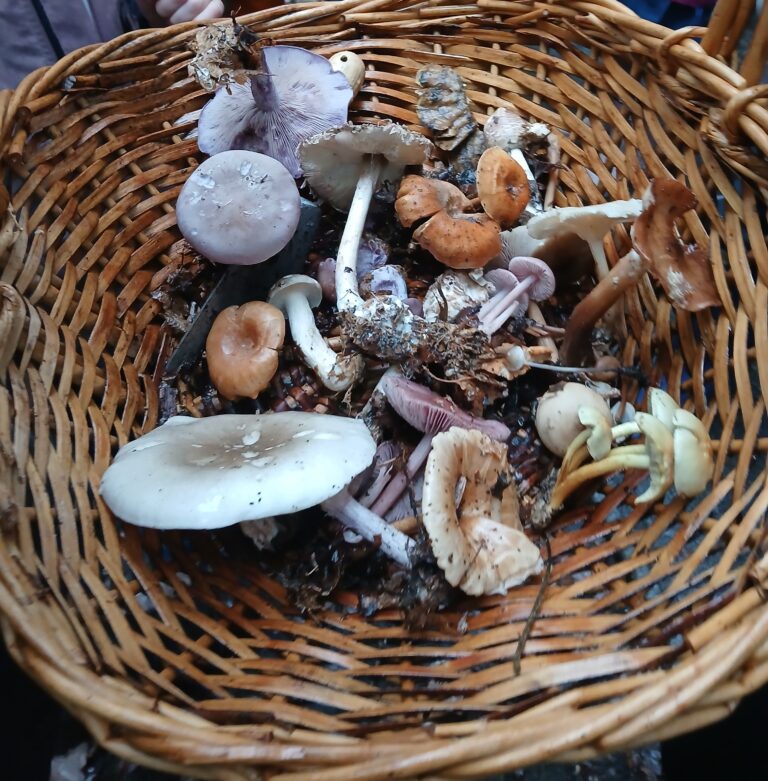 Fungi foray 2026