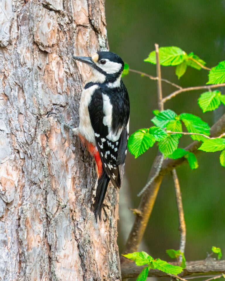 Great spotted woodpecker