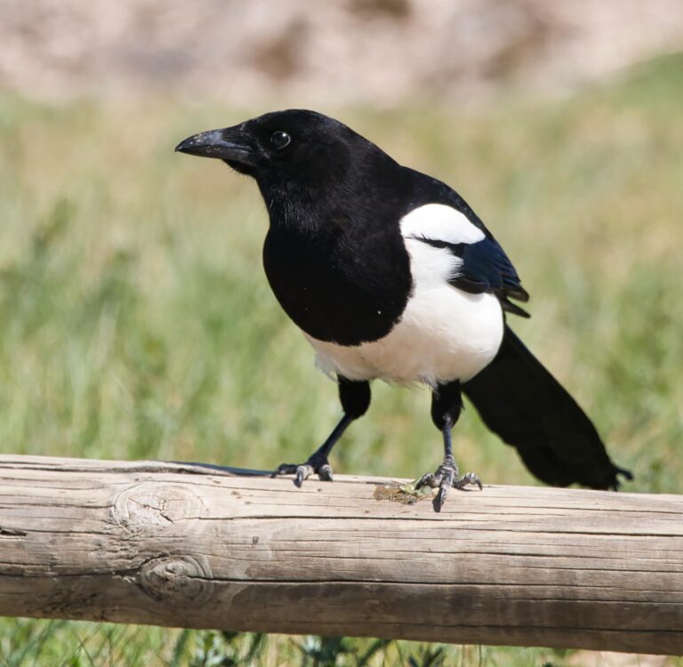 Magpie